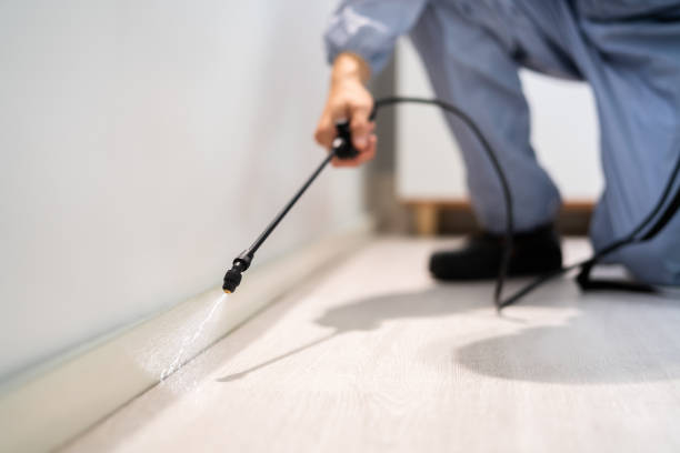 Licensed Termite Control service in San Bruno, CA - Show Me Pest Control